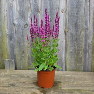 Metssalvei Sensation Bright Rose