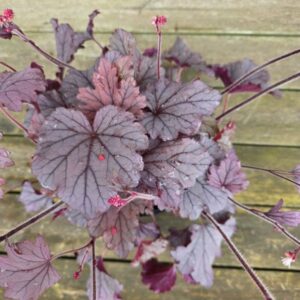 Pisipööris Plum Cascade