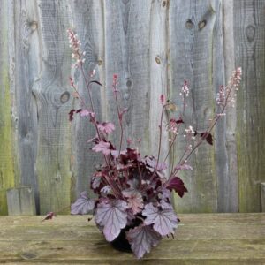 Pisipööris Plum Cascade