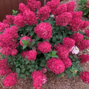 Samarskaja-Lidija-Rensam, Framboisine