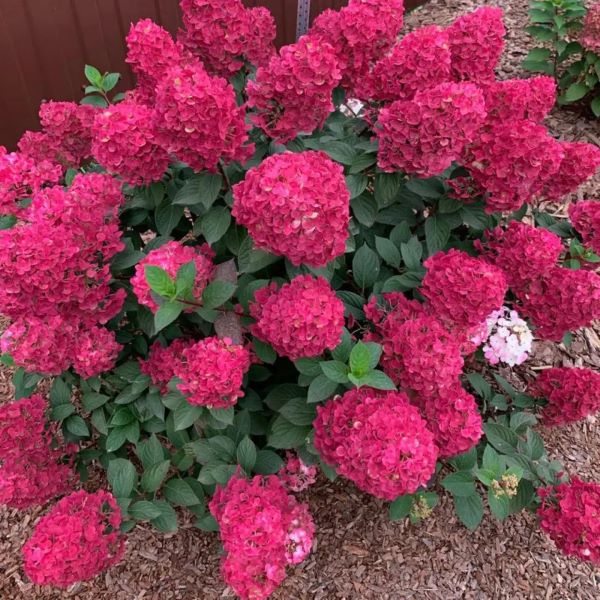 Samarskaja-Lidija-Rensam, Framboisine