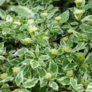 Siberi kontpuu Sibirica Variegata