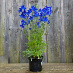 Suureõieline kukekannus Hunky Dory Blue