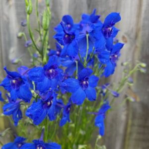 Suureõieline kukekannus Hunky Dory Blue