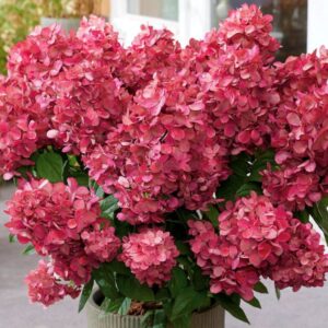 Aedhortensia Bloody Marye ( Bonfire)
