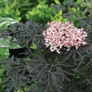 must leeder black lace
