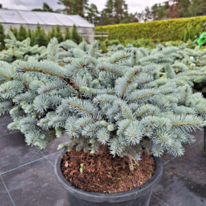 Torkav kuusk Glauca Globosa 60-80 cm