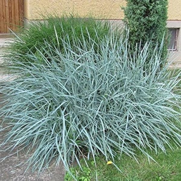 liiv-vareskaer Blue Dune