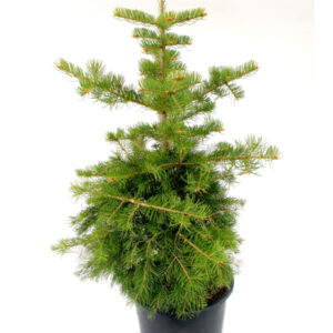 Jõulupuu hall nulg 7,5 100-125 cm