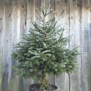 Kuusk jõulupuu potis