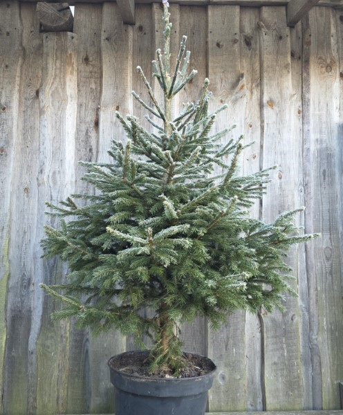 Kuusk jõulupuu potis