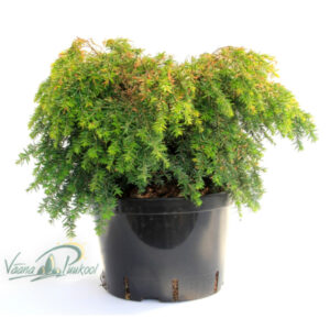 Kanada tsuuga Jeddelohh C7,5 40-50 cm