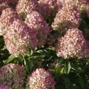 hortensia Living-Cotton-Cream