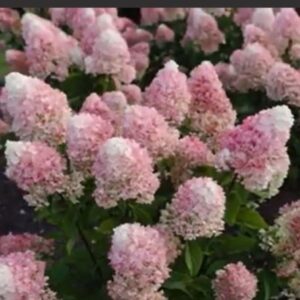 Hortensia Living-Little-Blossom