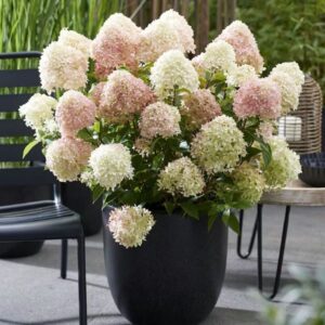 Hortensia Living-Little-Love.