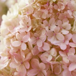 Hortensia Living-Little-Love.