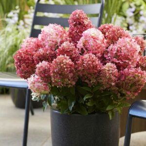 Hortensia Living-Little-Rosy