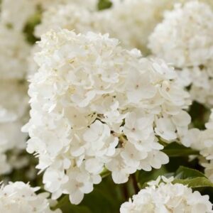 Hortensia Living-Little-Rosy.