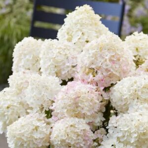 Hortensia Living-Little-Rosy