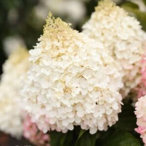 Hortensia-Living-Red-Velvet