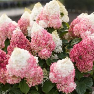 Hortensia-Living-Red-Velvet3