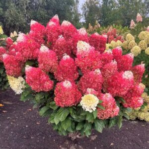 Hortensia-Living-Red-Velvet3