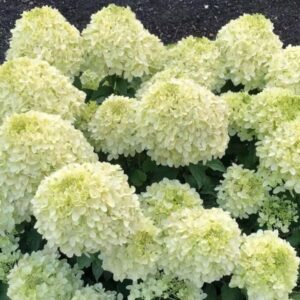 Hortensia-Living-Summer-Breeze1