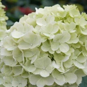 Hortensia-Living-Summer-Breeze2
