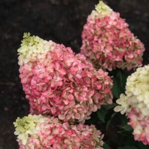 Hortensia Living-colourful-cocktail