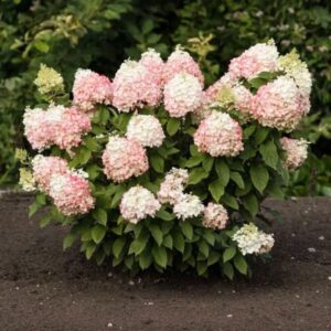 Hortensia Living-colourful-cocktail