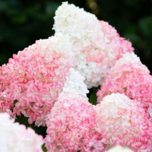 Hortensia-Living-pink-and-rose