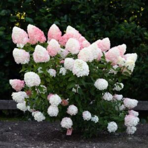 Hortensia-Living-pink-and-rose