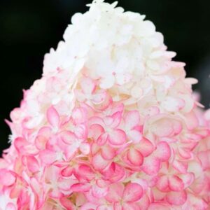 Hortensia-Living-pink-and-rose