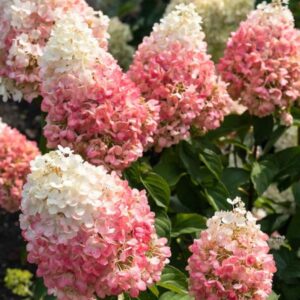 Hortensia-Living-pinky-promise1