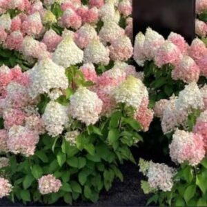 Hortensia-Living-pinky-promise