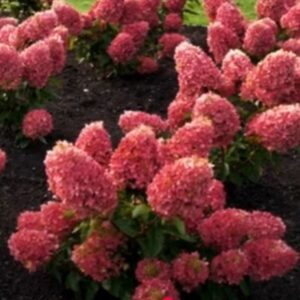 Hortensia-Living-raspberry-pink