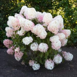 Hortensia-Living-raspberry-pink
