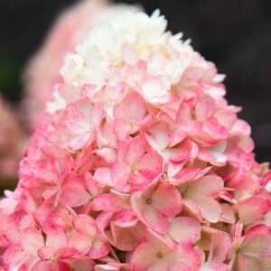 Hortensia-Living-raspberry-pink