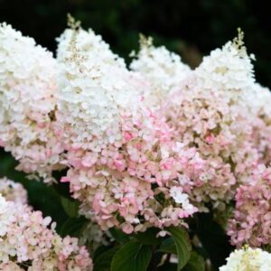 Hortensia-Living-strawberry-blossom1