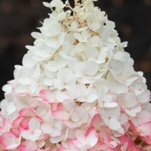Hortensia-Living-strawberry-blossom