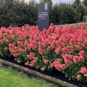 Hortensia-Living-strawberry-blossom3