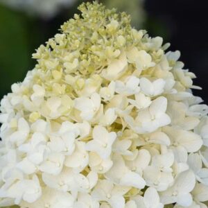 Hortensia-Living-sugar-rush5