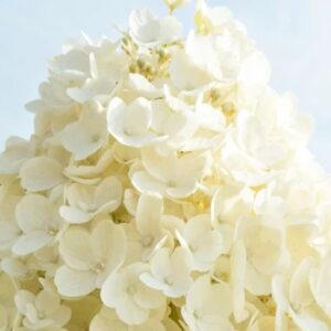 Hortensia-Living-summer-snow2