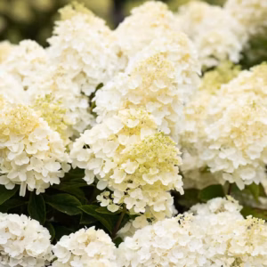 LIVING sarja aedhortensiad UUS!