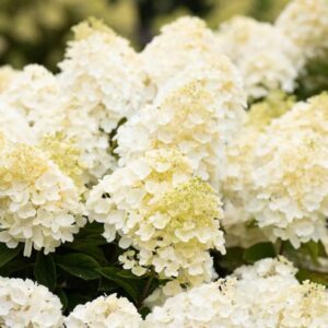 Hortensia-Living-summer-snow2
