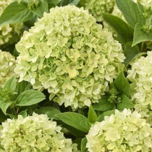 Hortensia Living_Little_Apple
