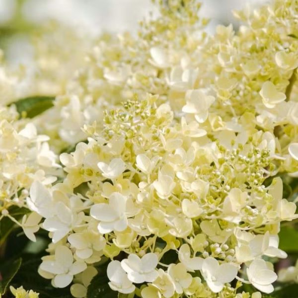 Aedhortensia LIVING Milk & Honey ® C5 40-50 cm - Image 2