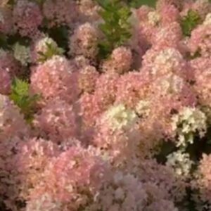 Hortensia-Living_Milk&Honey