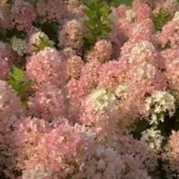 Hortensia-Living_Milk&Honey