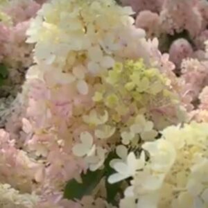 Hortensia-Living_Milk&Honey
